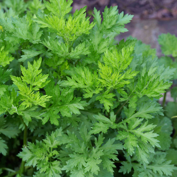 Artemisia Vulgaris Root