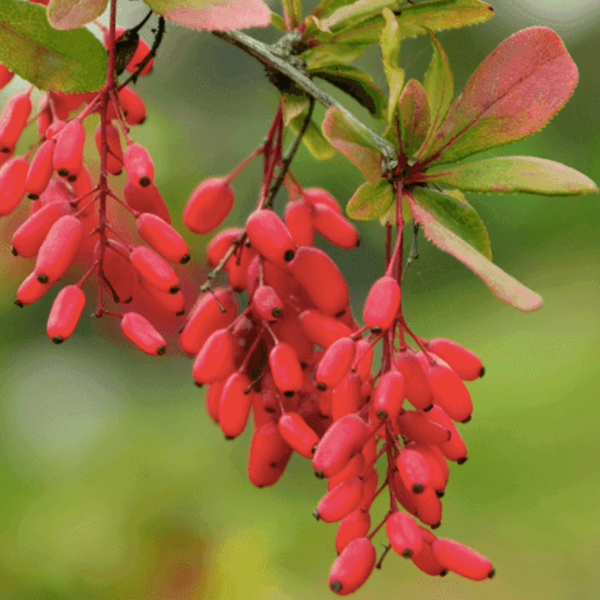 Berberine