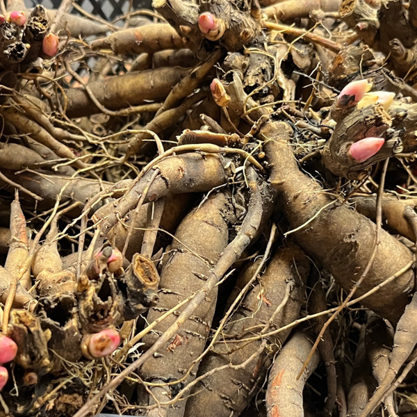 Paeonia Lactiflora Root